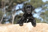 CANE CORSO 410